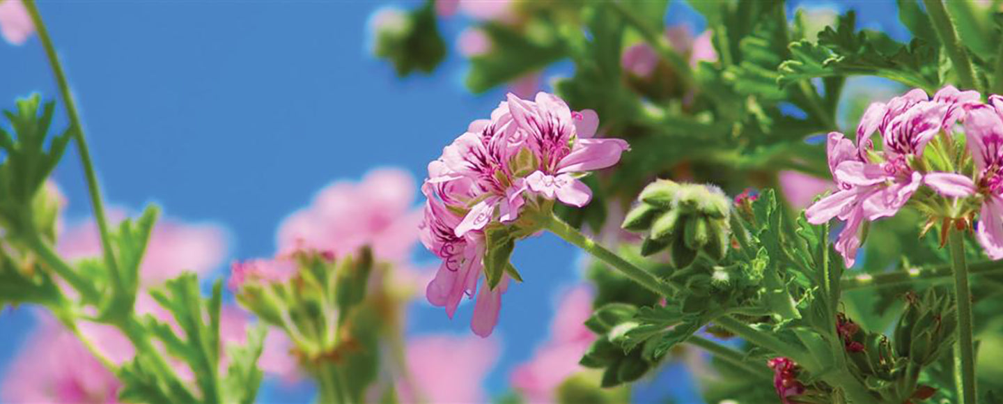 Rose Geranium Essential Oil Powerful Hormonal & Emotional Balance