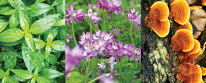 3 essential herbs to support your immune system