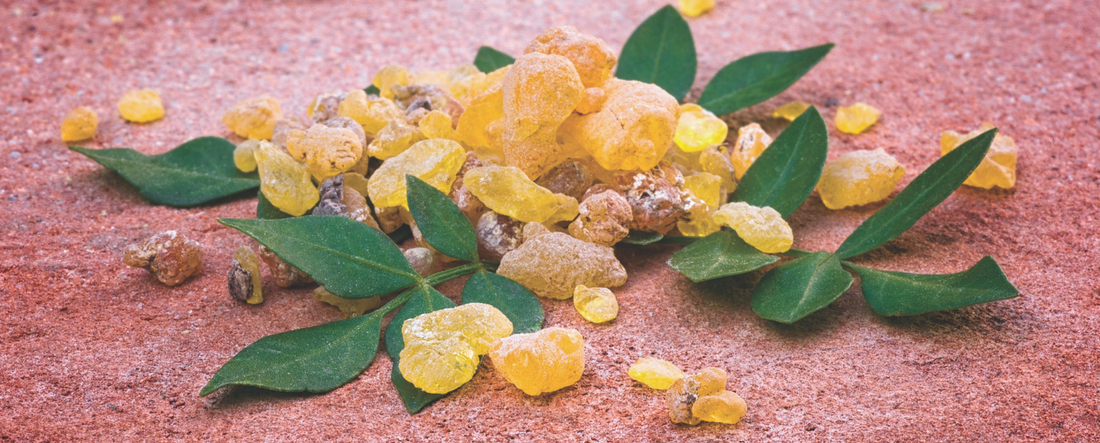 The History & Benefits of Boswellia