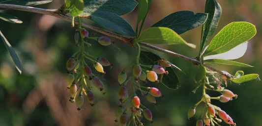 Berberine Supplements: Exploring the Health Benefits of Nature's Golden Alkaloid