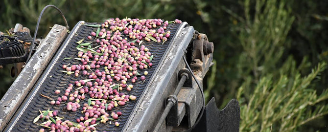 Healing & Health Benefits of Olive Oil