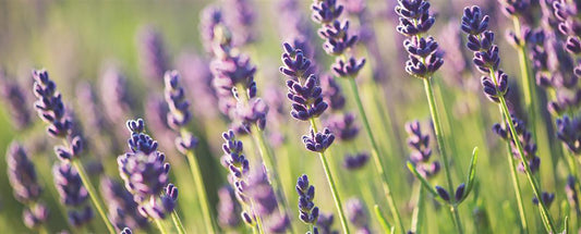 Healing powers of Lavender