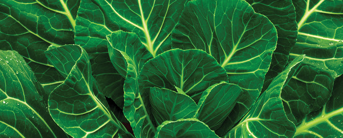 How To Meet Your Calcium Needs Without Dairy