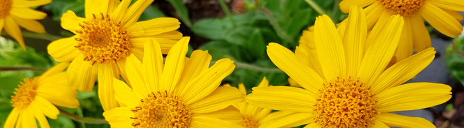 Topical Benefits of Arnica montana