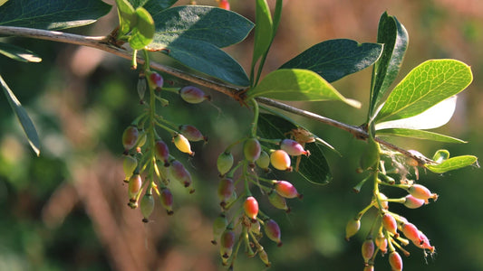 Berberine Supplements: Exploring the Health Benefits of Nature's Golden Alkaloid