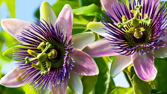 Discover the power of Passionflower (Passiflora Incarnata) to help reduce excess nervous energy